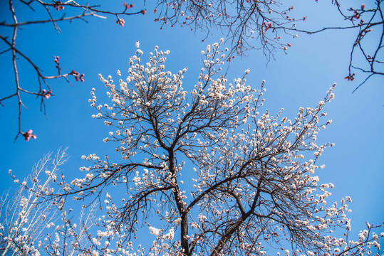 春分时节杏花烂漫