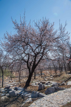 春分时节杏花烂漫