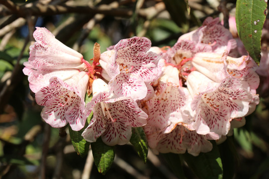 云南杜鹃花