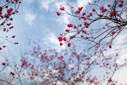 华农樱花季