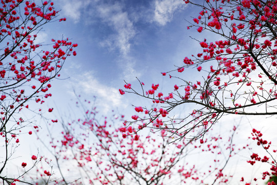 华农樱花季