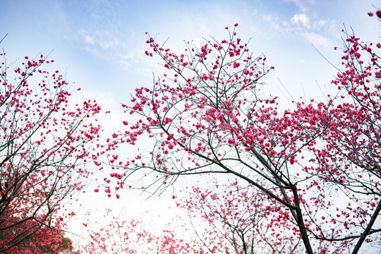 华农樱花季