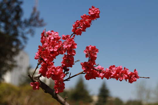 碧桃花素材