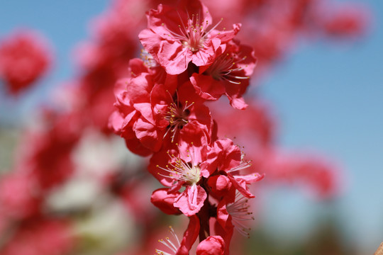 碧桃花素材