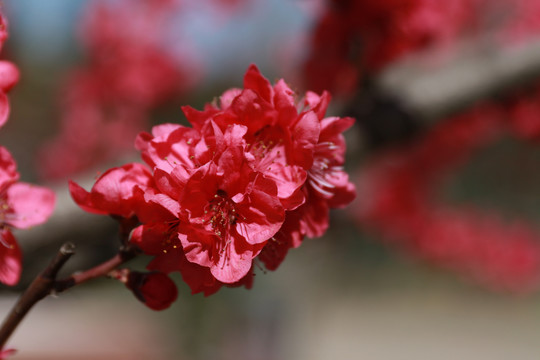 碧桃花素材