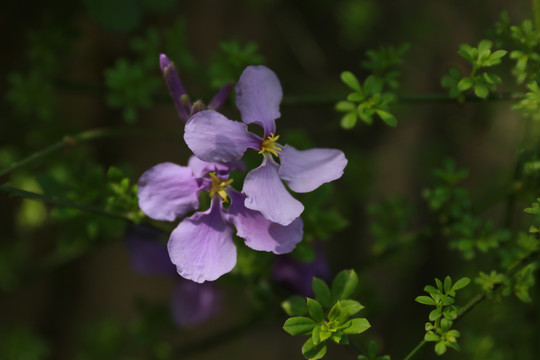 二月兰诸葛菜