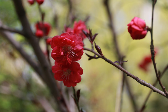 紫叶碧桃花