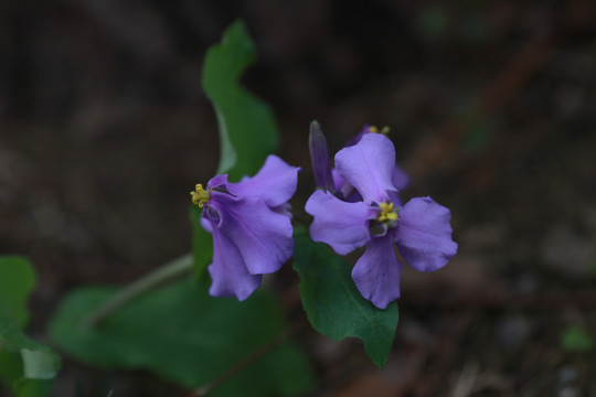 二月兰诸葛菜