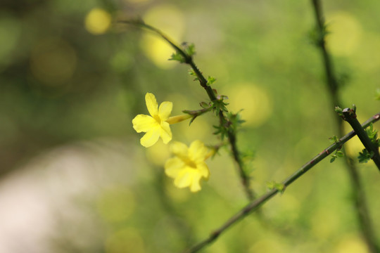 连翘迎春花