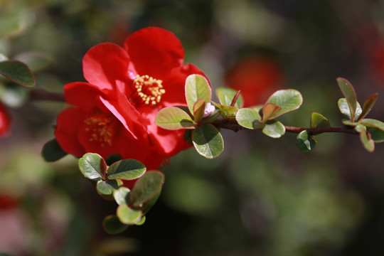 日本木瓜花