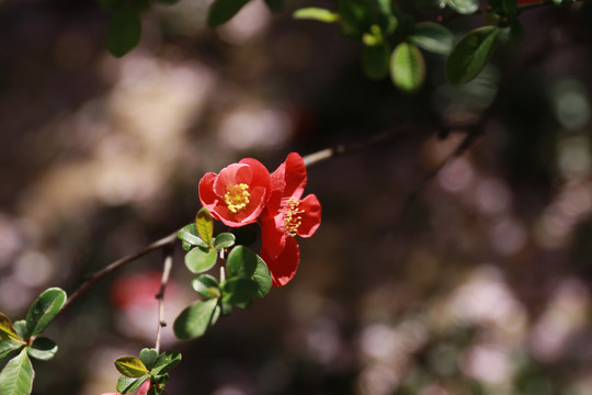 日本木瓜花