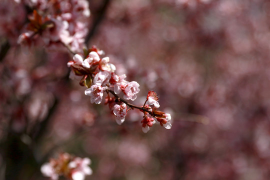 樱花素材