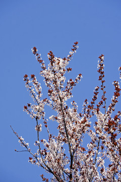 紫叶李