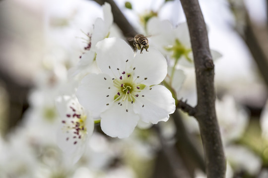 蜜蜂采蜜