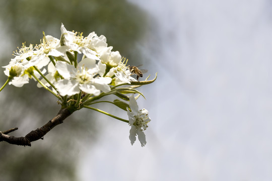 蜜蜂采蜜