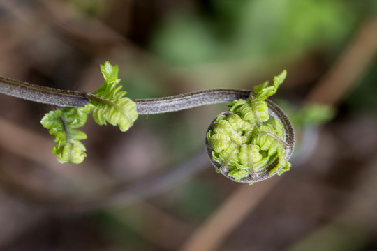 蕨菜