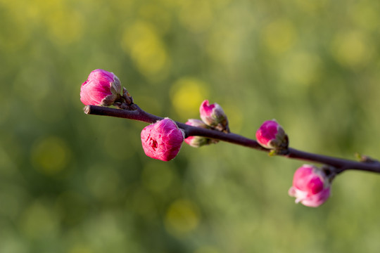 桃花