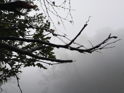 山间清晨雨露