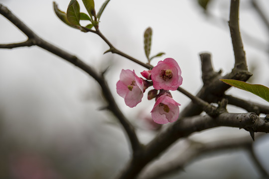 木瓜花