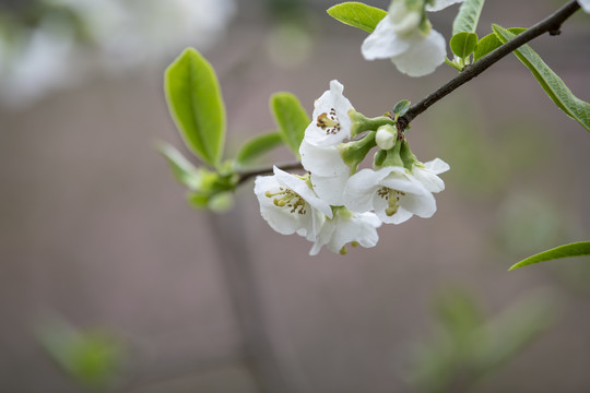 木瓜花