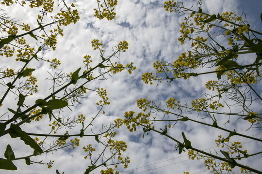 油菜花仰拍