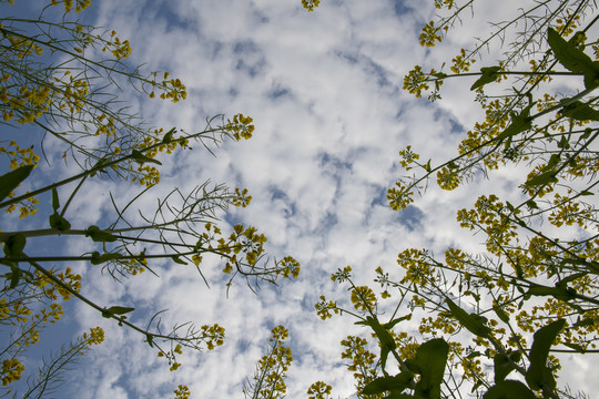 油菜花仰拍