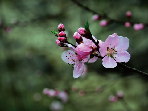 春花盛开