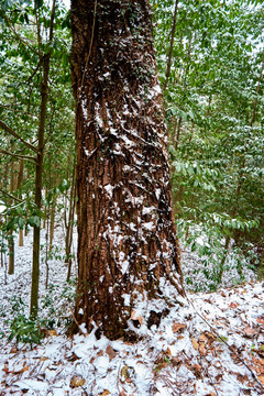 雪松