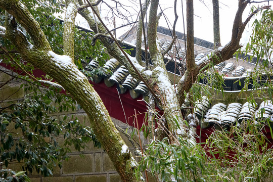 雪松冰挂