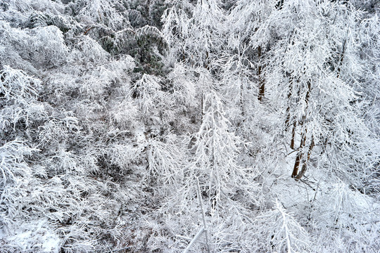 雪松冰挂