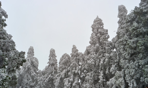 雪松冰挂