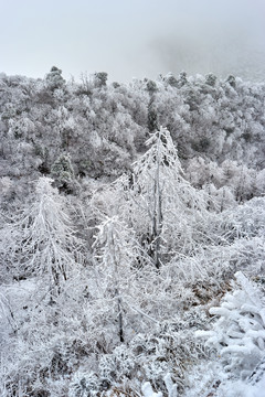 雪松冰挂