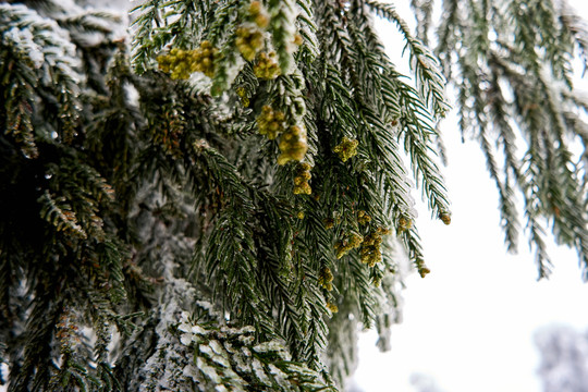 雪松冰挂