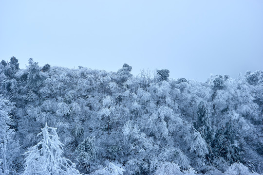 雪松冰挂