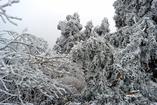 雪松冰挂