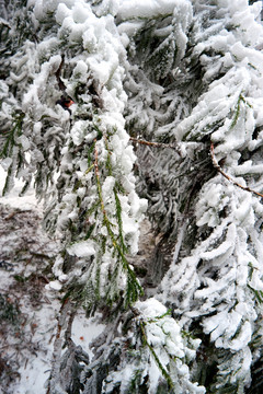 雪松冰挂