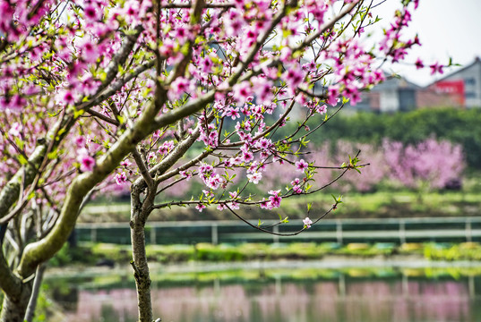 桃花盛开