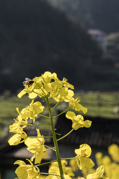 油菜花与蜜蜂