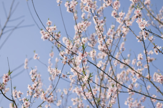 桃花向阳开