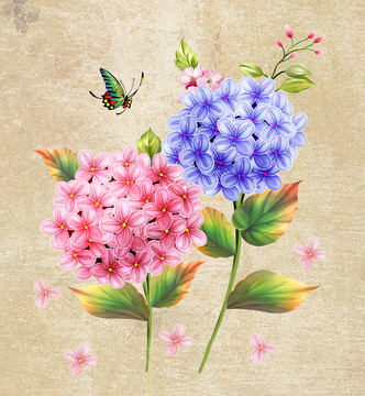 繡球花