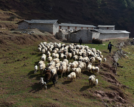 绵羊养殖业