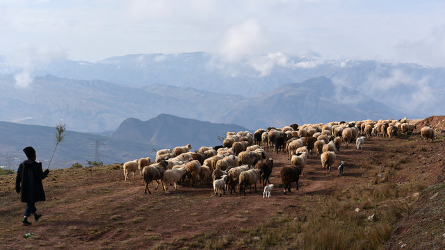 绵羊养殖业