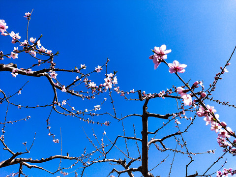 盛开桃花春景