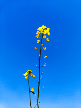 油菜花