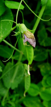 紫花豌豆