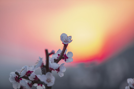 火红太阳下杏花的特写