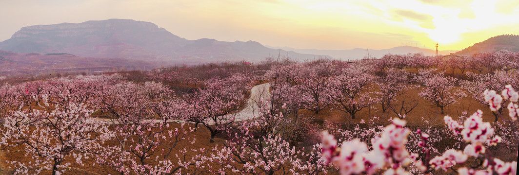 漫山杏花高清大图