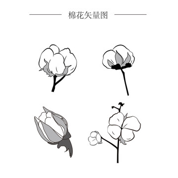 棉花矢量圖