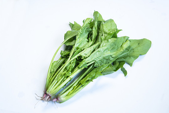 菠菜1蔬菜1绿色