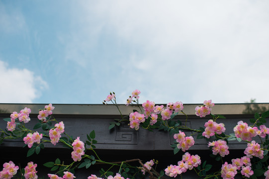 花儿天空